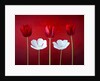 Tulip flowers in a row by Assaf Frank